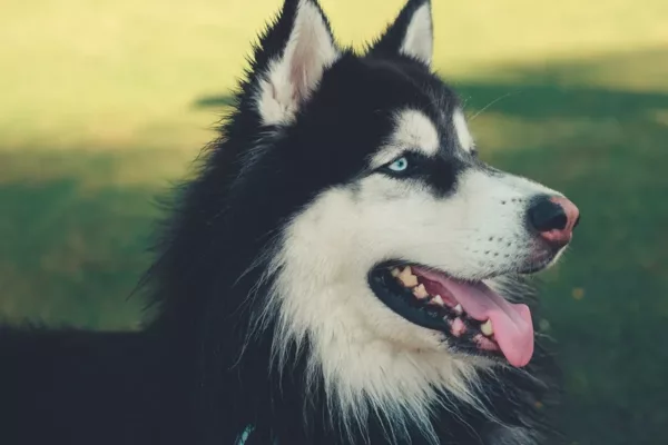 close up of husky with blue eyes and tongue sticking out