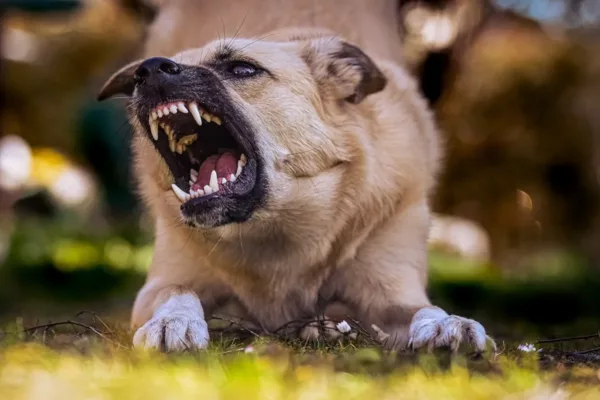 Perro pastor enfadado mostrando sus caninos