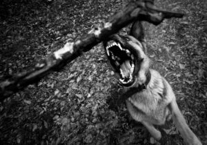 dog bite lawyer in Midvale, UT